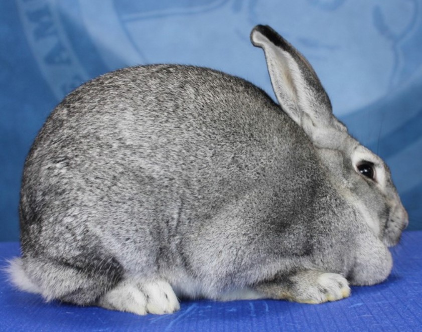 about rabbit